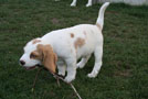 Beaglewelpe im Garten